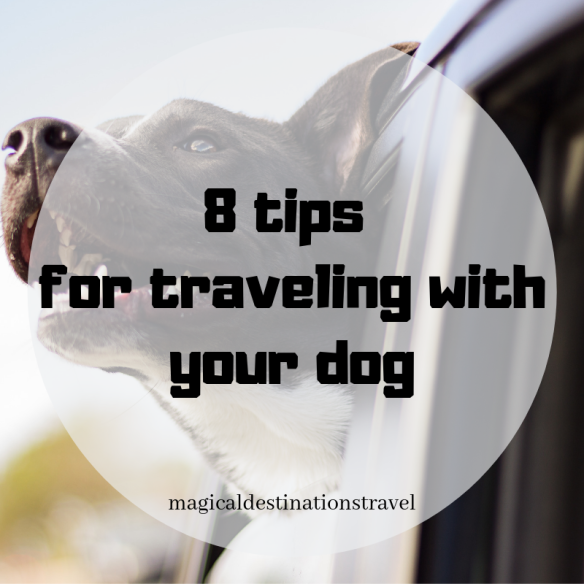 8 tips for traveling with you dog